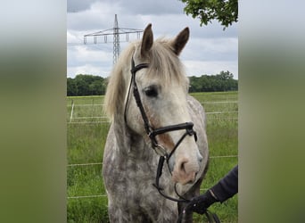Irish Sport Horse, Mare, 5 years, 15.2 hh, Grey-Dapple