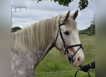 Irish Sport Horse, Mare, 5 years, 15.2 hh, Grey-Dapple