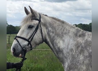 Irish Sport Horse, Mare, 5 years, 15.2 hh, Grey-Dapple