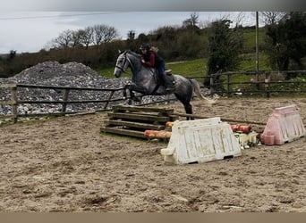 Irish Sport Horse, Mare, 5 years, 15.2 hh, Grey-Dapple