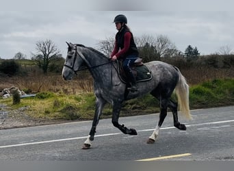 Irish Sport Horse, Mare, 5 years, 15.2 hh, Grey-Dapple