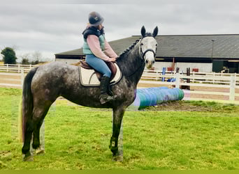Irish Sport Horse, Mare, 5 years, 15.2 hh, Grey-Dapple