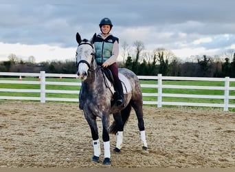 Irish Sport Horse, Mare, 5 years, 15.2 hh, Grey-Dapple