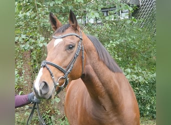 Irish Sport Horse, Stute, 5 Jahre, 15,3 hh, Brauner