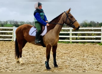 Irish Sport Horse, Mare, 5 years, 15.3 hh, Brown