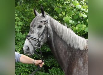 Irish Sport Horse, Mare, 5 years, 15.3 hh, Gray-Dark-Tan