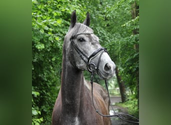 Irish Sport Horse, Mare, 5 years, 15.3 hh, Gray-Dark-Tan
