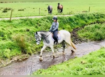 Irish Sport Horse, Mare, 5 years, 15.3 hh, Pinto