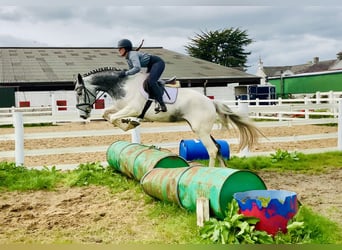 Irish Sport Horse, Mare, 5 years, 15.3 hh, Pinto