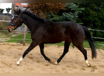 Irish Sport Horse, Mare, 5 years, 15,2 hh, Bay-Dark