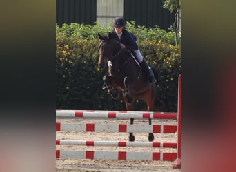 Irish Sport Horse, Mare, 5 years, 15,2 hh, Bay-Dark