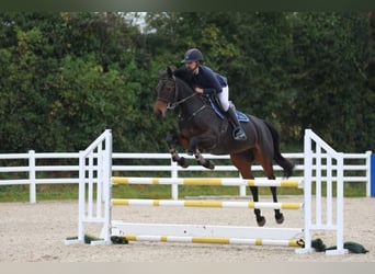 Irish Sport Horse, Mare, 5 years, 15,2 hh, Bay-Dark