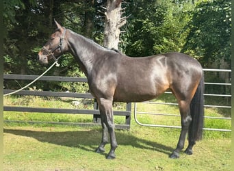 Irish Sport Horse, Mare, 5 years, 15,2 hh, Bay-Dark