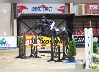 Irish Sport Horse, Mare, 5 years, 15,2 hh, Bay-Dark