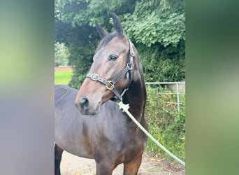 Irish Sport Horse, Mare, 5 years, 15,2 hh, Bay-Dark