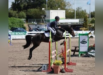 Irish Sport Horse, Mare, 5 years, 15,2 hh, Bay-Dark