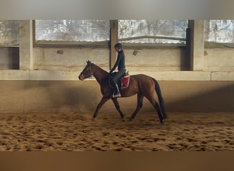 Irish Sport Horse, Mare, 5 years, 15,2 hh, Brown