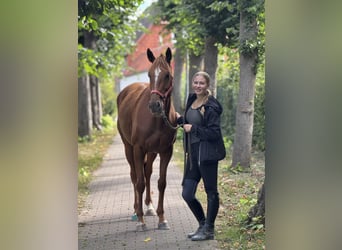Irish Sport Horse, Mare, 5 years, 15,2 hh, Chestnut-Red
