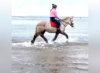 Irish Sport Horse, Mare, 5 years, 15,2 hh