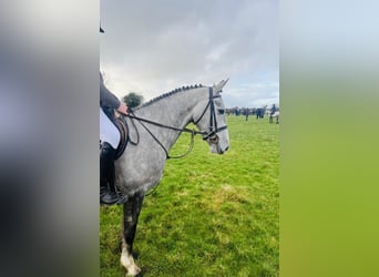 Irish Sport Horse, Mare, 5 years, 15,2 hh, Grey-Dapple