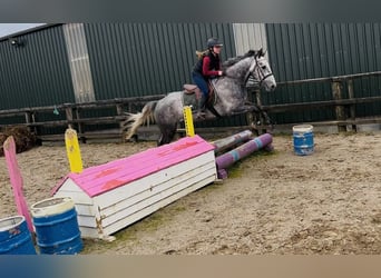 Irish Sport Horse, Mare, 5 years, 15,2 hh, Grey-Dapple