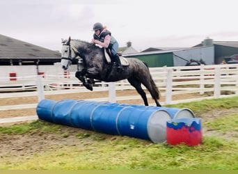 Irish Sport Horse, Mare, 5 years, 15,2 hh, Grey-Dapple