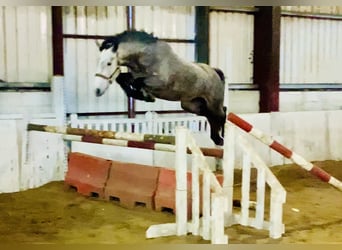 Irish Sport Horse, Mare, 5 years, 15,2 hh, Grey-Dapple
