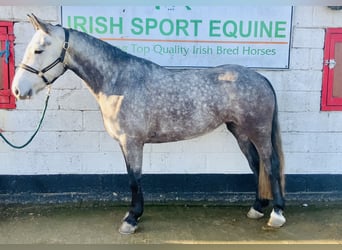 Irish Sport Horse, Mare, 5 years, 15,2 hh, Grey-Dapple