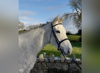 Irish Sport Horse, Mare, 5 years, 15,2 hh, Grey