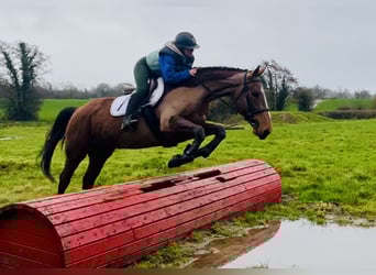 Irish Sport Horse, Mare, 5 years, 15,3 hh, Brown
