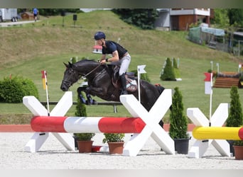 Irish Sport Horse, Mare, 5 years, 16.1 hh, Black