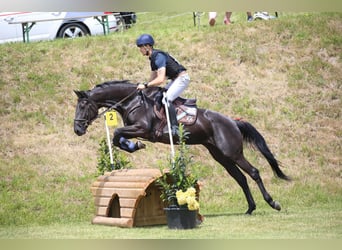 Irish Sport Horse, Mare, 5 years, 16.1 hh, Black