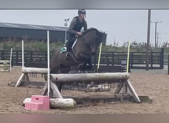 Irish Sport Horse, Mare, 5 years, 16.1 hh, Brown