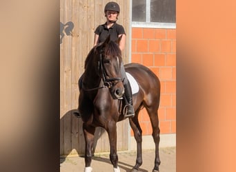 Irish Sport Horse, Mare, 5 years, 16.1 hh, Brown