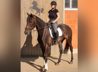 Irish Sport Horse, Mare, 5 years, 16.1 hh, Brown