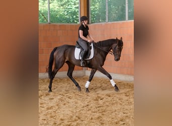 Irish Sport Horse, Mare, 5 years, 16.1 hh, Brown