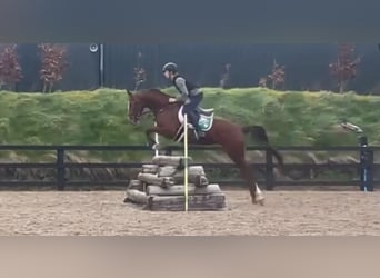 Irish Sport Horse, Mare, 5 years, 16.1 hh, Chestnut-Red