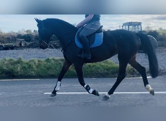 Irish Sport Horse, Mare, 5 years, 16.1 hh
