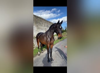 Irish Sport Horse, Mare, 5 years, 16.1 hh
