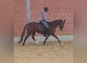 Irish Sport Horse, Mare, 5 years, 16.2 hh, Chestnut-Red