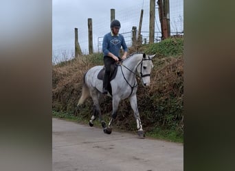 Irish Sport Horse, Mare, 5 years, 16.2 hh, Gray