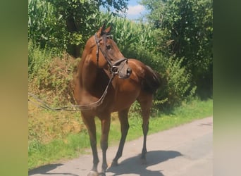 Irish Sport Horse, Mare, 5 years, 16 hh, Bay-Dark