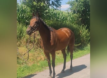 Irish Sport Horse, Mare, 5 years, 16 hh, Bay-Dark