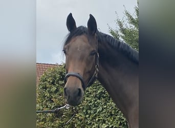 Irish Sport Horse, Mare, 5 years, 16 hh, Bay-Dark