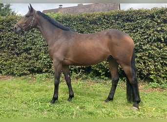 Irish Sport Horse, Mare, 5 years, 16 hh, Bay-Dark