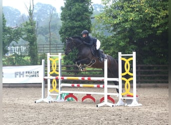 Irish Sport Horse, Mare, 5 years, 16 hh, Bay