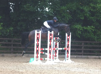 Irish Sport Horse, Mare, 5 years, 16 hh, Bay