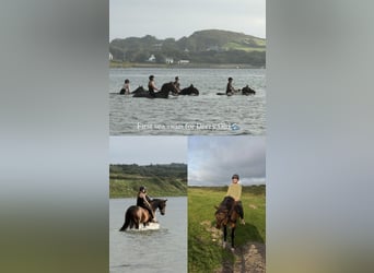 Irish Sport Horse, Mare, 5 years, 16 hh, Bay