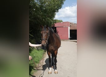 Irish Sport Horse, Mare, 5 years, 16 hh, Bay