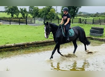 Irish Sport Horse, Mare, 5 years, 16 hh, Black
